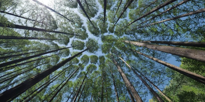 trees-4450514_1280